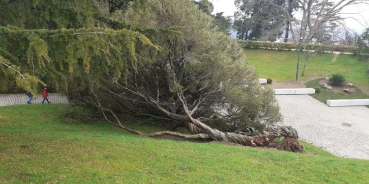 «Salvemos a Melaleuca», Vigo lanza un SOS por un emblemático árbol de O Castro