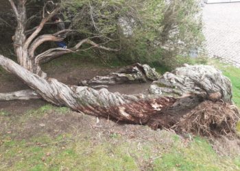 «Salvemos a Melaleuca», Vigo lanza un SOS por un emblemático árbol de O Castro