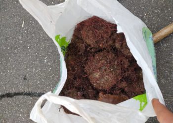 La Policía Local interviene casi 10 kilos de marisco a un furtivo en Vigo