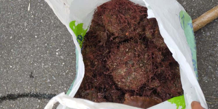 La Policía Local interviene casi 10 kilos de marisco a un furtivo en Vigo