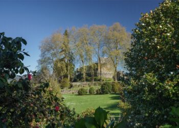 Unha visita guiada polo máxico xardín da camelia en Soutomaior para celebrar o desconfinamento