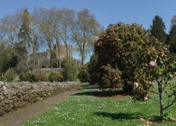 Unha visita guiada polo máxico xardín da camelia en Soutomaior para celebrar o desconfinamento