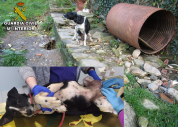 El Seprona rescata una perra en condiciones deplorables en Moaña