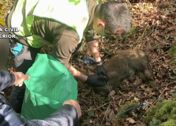 La Guardia Civil localiza a un vecino de Ponteareas colocando lazos de cable  para jabalíes