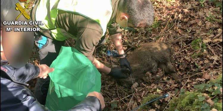 La Guardia Civil localiza a un vecino de Ponteareas colocando lazos de cable  para jabalíes