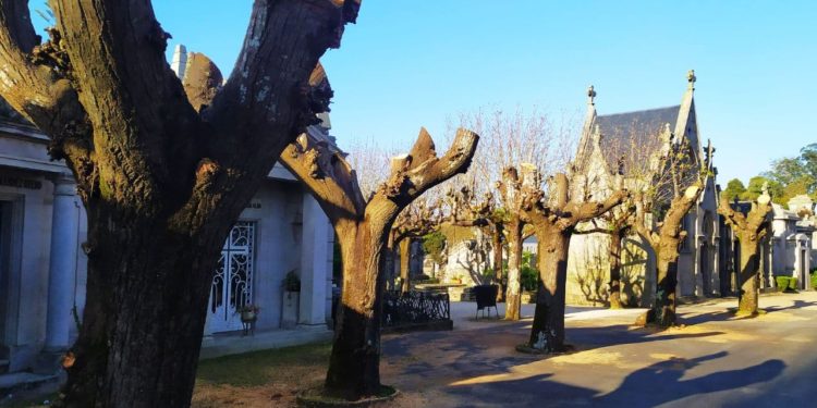 Ecologistas denuncian podas «salvajes» en el cementerio de Pereiró