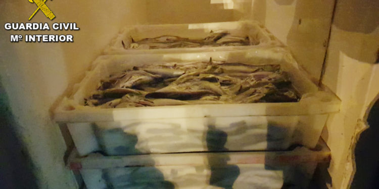 Guardia Civil y Gardacostas intervienen en Bueu 121 kg de merluza de pequeño tamaño