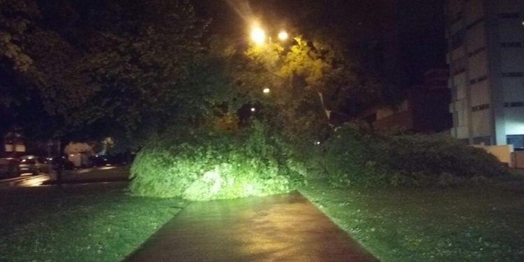 Un árbol se parte sobre la senda peatonal de la Avenida de Castelao
