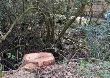 Salceda investiga la tala de dos carballos