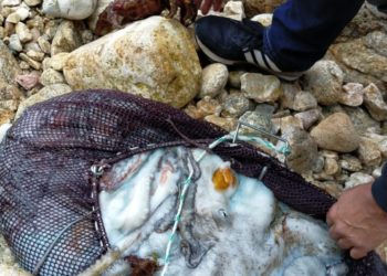 Un furtivo de Nigrán, denunciado por extraer 29 kilos de pulpo y dos centollas en Vigo