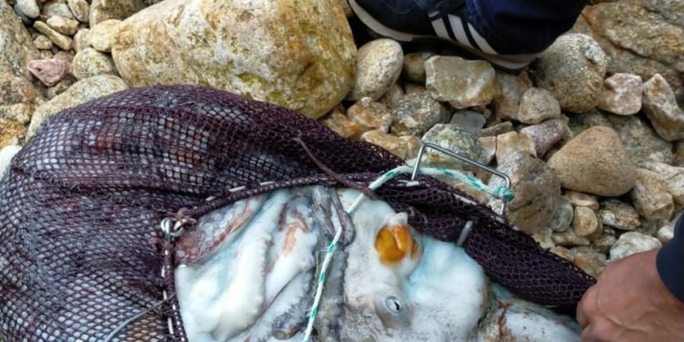 Un furtivo de Nigrán, denunciado por extraer 29 kilos de pulpo y dos centollas en Vigo