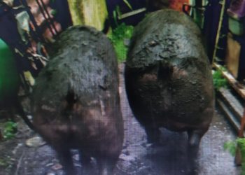 Sacrifican a dos cerdos y rescatan a dos perros de la casa de un vigués con Síndrome de Diógenes