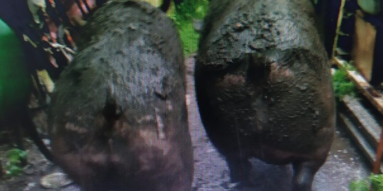 Sacrifican a dos cerdos y rescatan a dos perros de la casa de un vigués con Síndrome de Diógenes