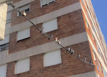 Palomas de la discordia