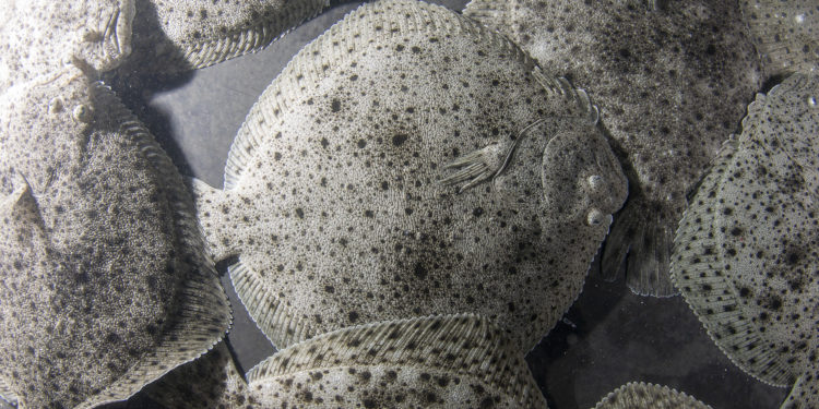 Nueva Pescanova incorpora en su planta de Mougás un sistema de gestión energética con inteligencia artificial