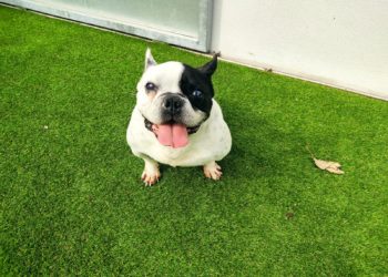 “Rulo”, o bulldog francés maltratado que se recupera tras unha operación de hernia