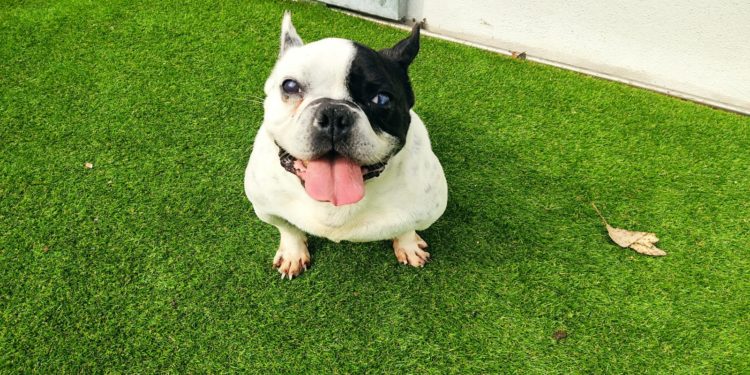 “Rulo”, o bulldog francés maltratado que se recupera tras unha operación de hernia