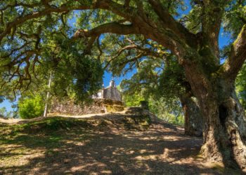 Catro sobreiras do Rosal xa son «senlleiras» de Galicia