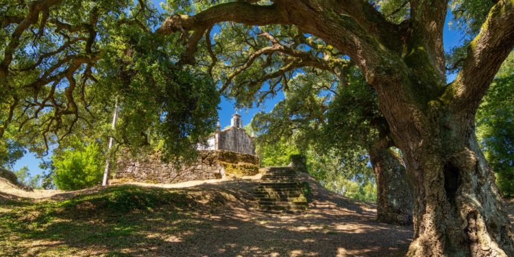 Catro sobreiras do Rosal xa son «senlleiras» de Galicia