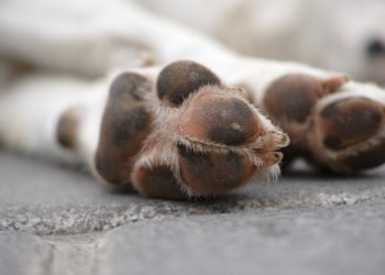 Vigo contará con el primer cementerio ecológico para mascotas de Galicia