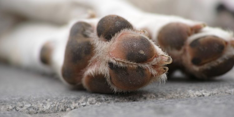 Vigo contará con el primer cementerio ecológico para mascotas de Galicia