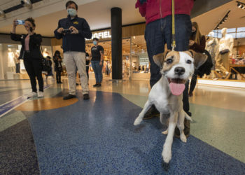 Las protectoras "toman" el Centro Comercial Travesía con 18 historias solidarias