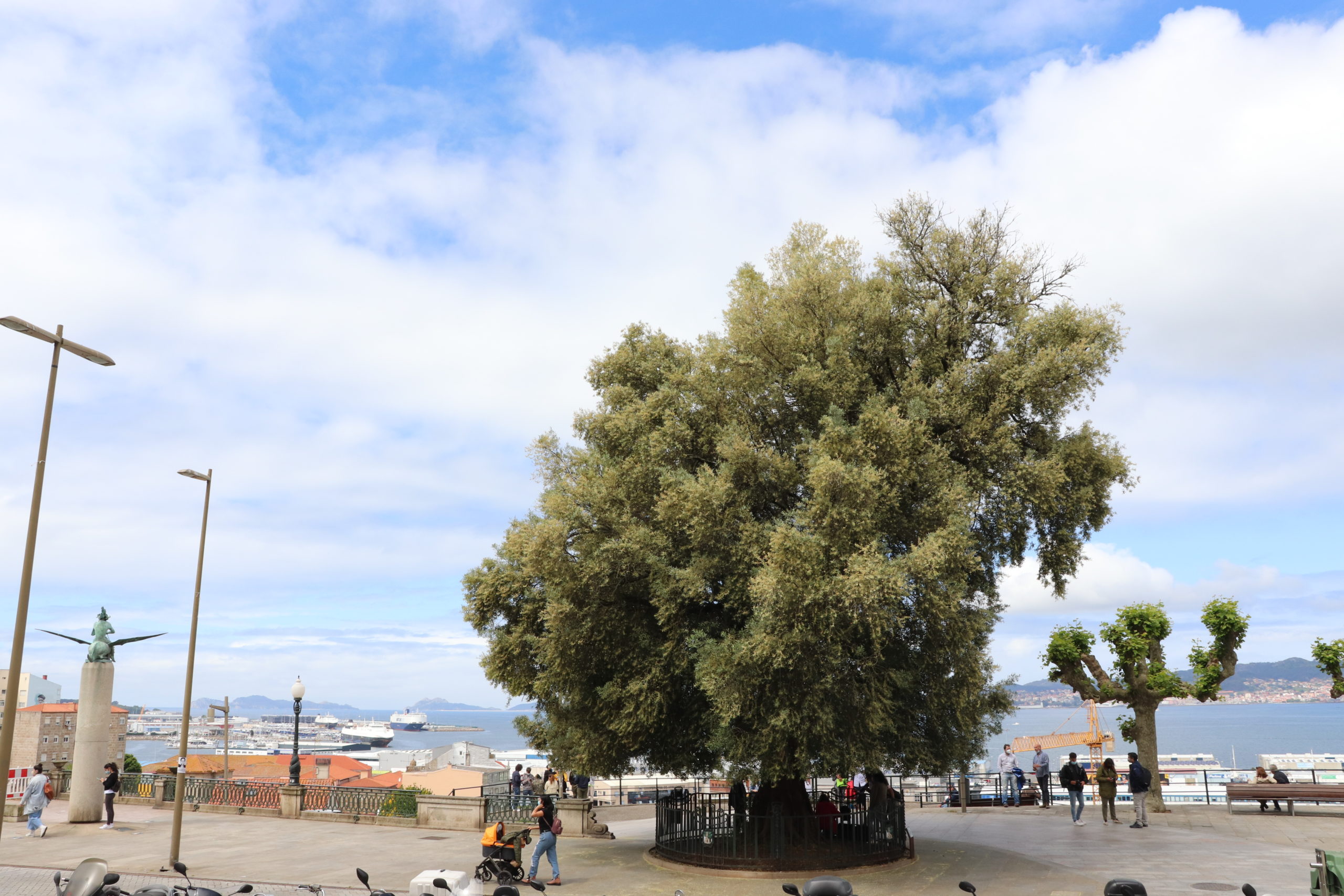 El Olivo de Vigo, en 