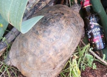 La Policía Local de Vigo rescata a una tortuga “en muy mal estado” y rodeada de “desperdicios”