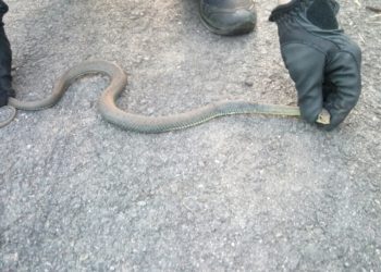 Retiran una serpiente que “andaba suelta” en el parking del centro comercial A Laxe
