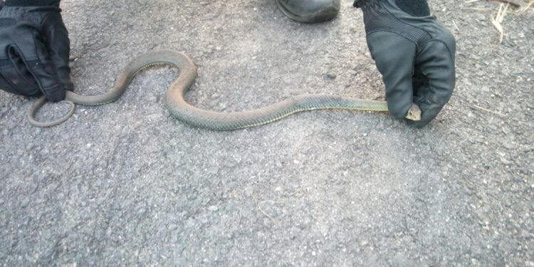 Retiran una serpiente que “andaba suelta” en el parking del centro comercial A Laxe