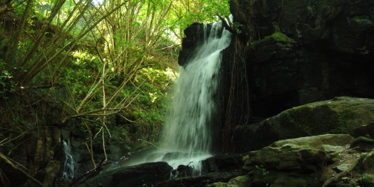 Os “Bosques Terapéuticos” chegan a Vigo cunha ruta polo río Eifonso