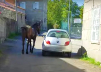 Un vecino de Navia ‘saca a pasear’ a un caballo en coche