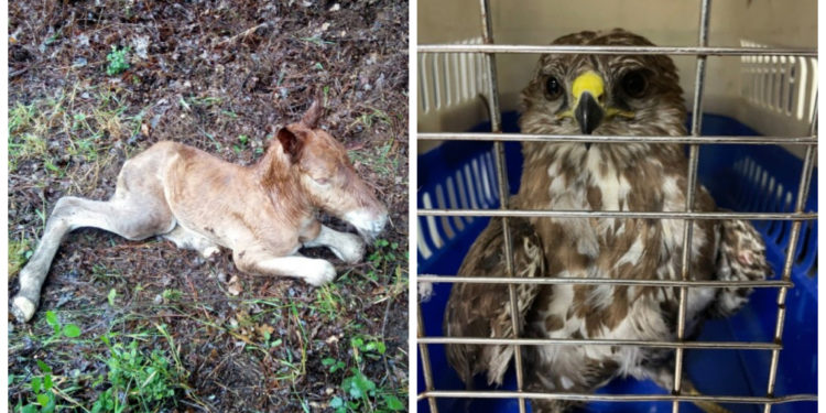 Rescatado en Vigo un potro recién nacido y un águila herida