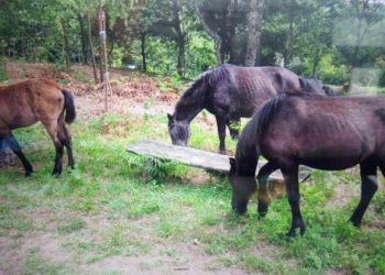 La Policía reconduce al monte tres caballos y un potro para evitar un accidente en Vigo