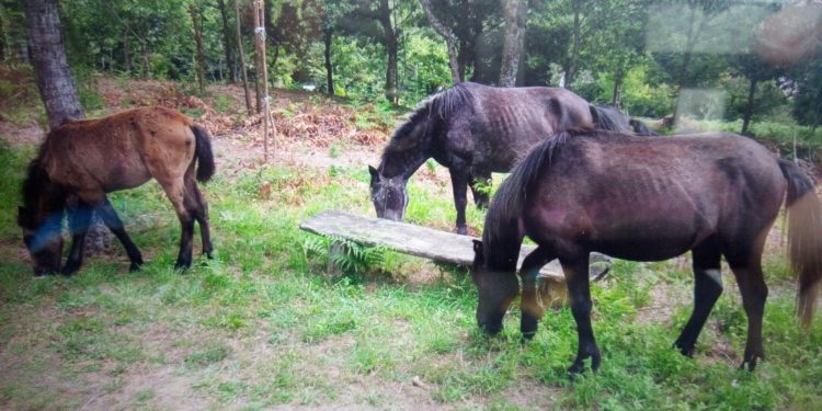 La Policía reconduce al monte tres caballos y un potro para evitar un accidente en Vigo