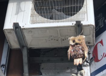 Para espantar a las palomas