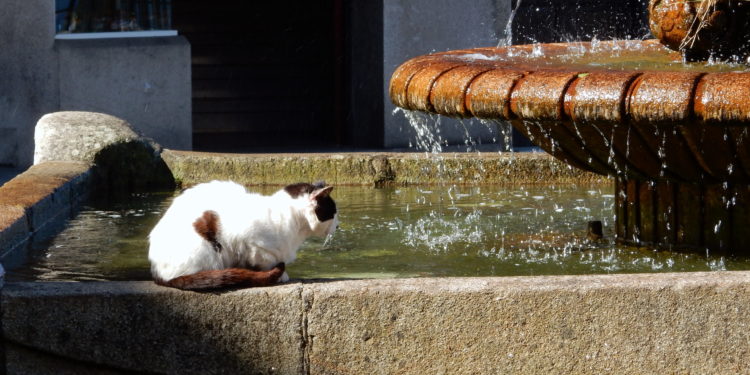 Un gato al fresco