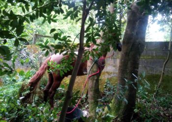 Evitan la irrupción de un caballo suelto en la avenida Clara Campoamor