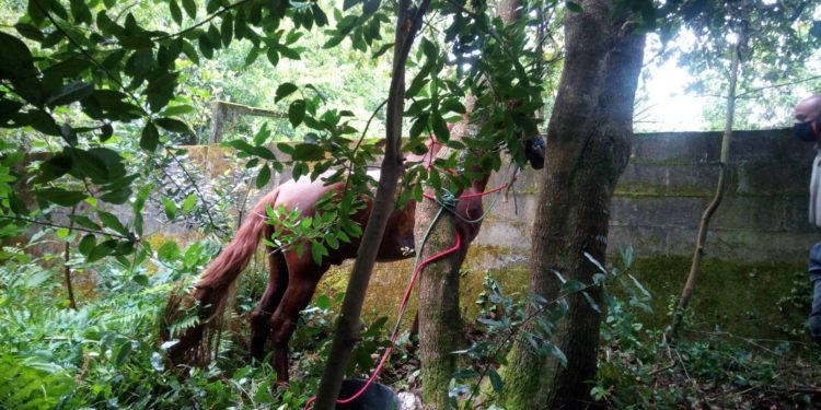 Evitan la irrupción de un caballo suelto en la avenida Clara Campoamor