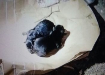 La Policía Local rescata en Vigo a dos cachorros que habían sido tirados a un contenedor