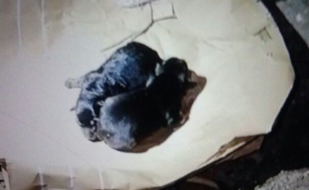 La Policía Local rescata en Vigo a dos cachorros que habían sido tirados a un contenedor