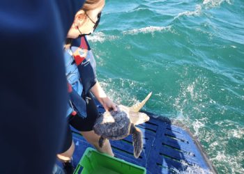 ‘Nbego’, la tortuga recuperada en Nigrán, vuelve al mar