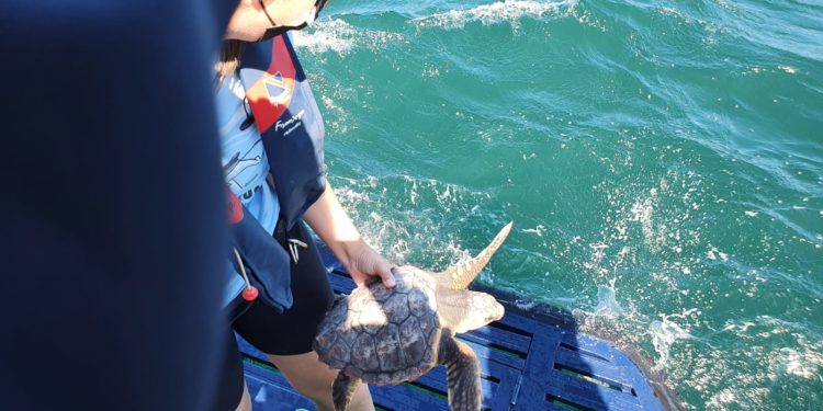 ‘Nbego’, la tortuga recuperada en Nigrán, vuelve al mar