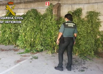 Intervienen tres plantaciones de marihuana en la comarca del Condado