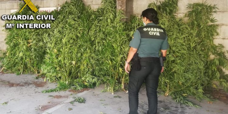Intervienen tres plantaciones de marihuana en la comarca del Condado