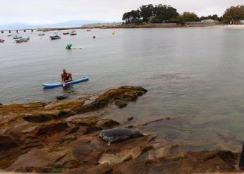 La foca «Doqui» hace parada en Vigo