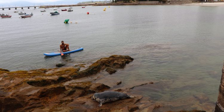 La foca «Doqui» hace parada en Vigo