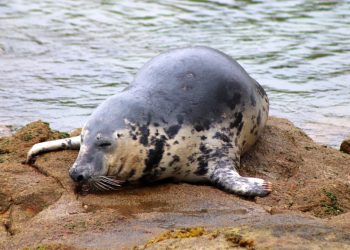 Cemma alerta del acoso a «Doqui»: «Está bien, hay que darle tiempo y espacio, nada más»