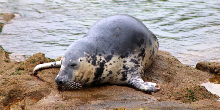 Cemma alerta del acoso a «Doqui»: «Está bien, hay que darle tiempo y espacio, nada más»