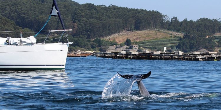 Cemma alerta del acoso de bañistas y navegantes a delfines en las Rías Baixas